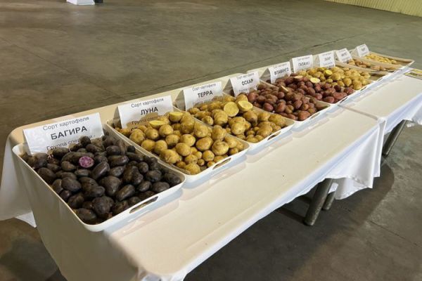 В Государственный реестр внесены 24 сорта картофеля уральской селекции