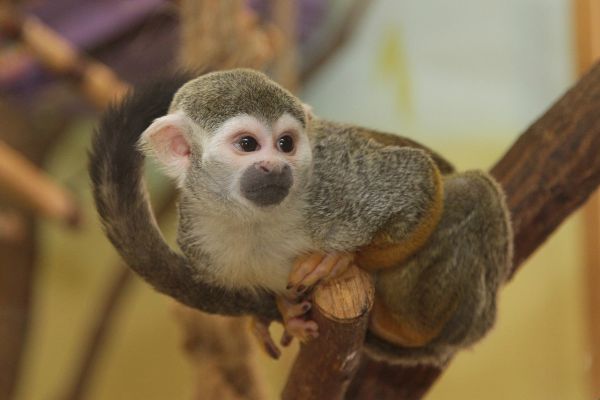 В екатеринбургском зоопарке поселились беличьи обезьяны