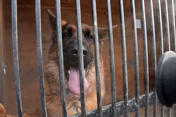 Приюты для собак будут строить на штрафы за жестокое обращение с животными