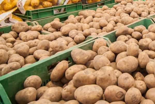 На ярмарке в Каменске цену килограмма картошки ограничат 20 рублями