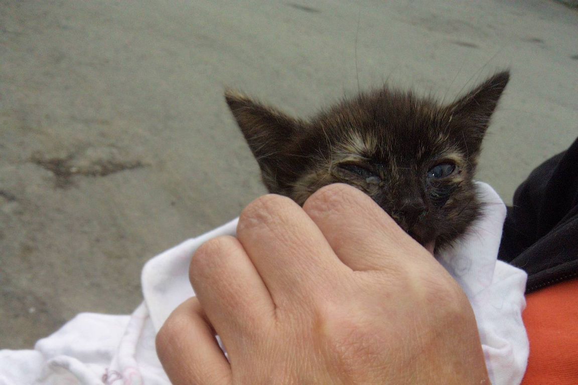 Котята им 3 дня. Екатеринбург больница кошка не может ходить.