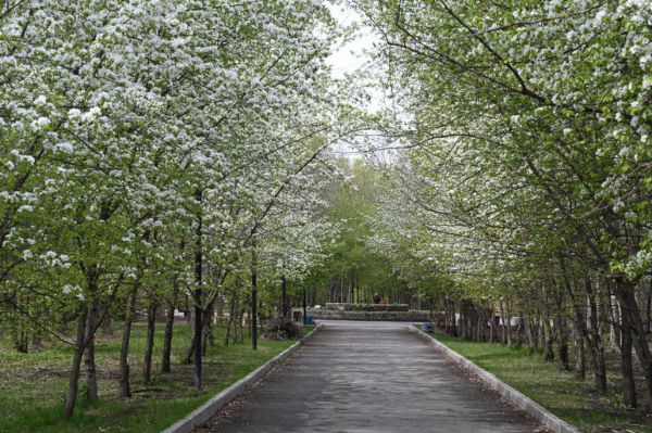 В Екатеринбурге парк и два сквера  станут особо охраняемыми природными территориями