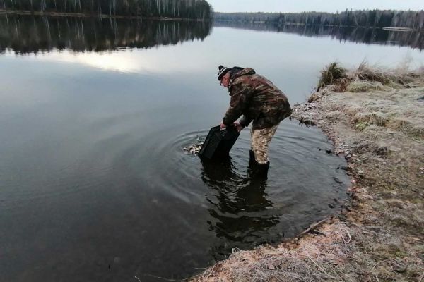 Осенью в уральские водоемы выпустили около 18 тысяч мальков сазана