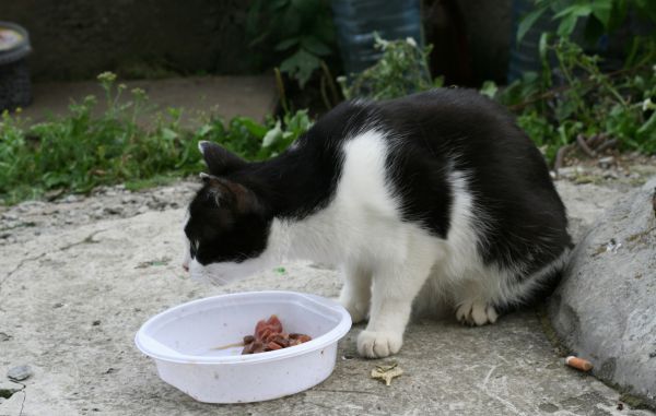Закормили кошек до смерти
