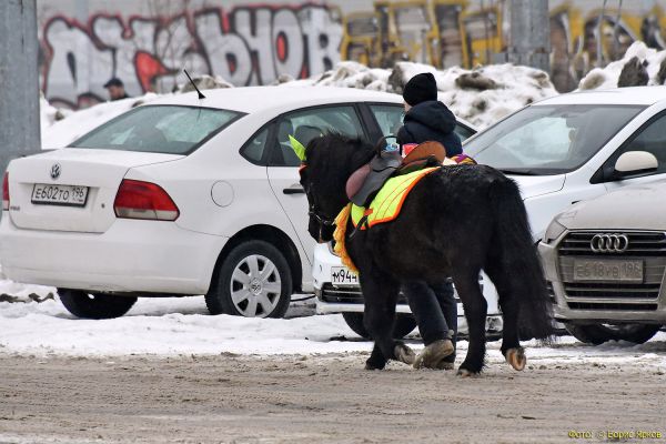 В Екатеринбурге спасли породистую лошадь, которую хозяева отказывались нормально кормить