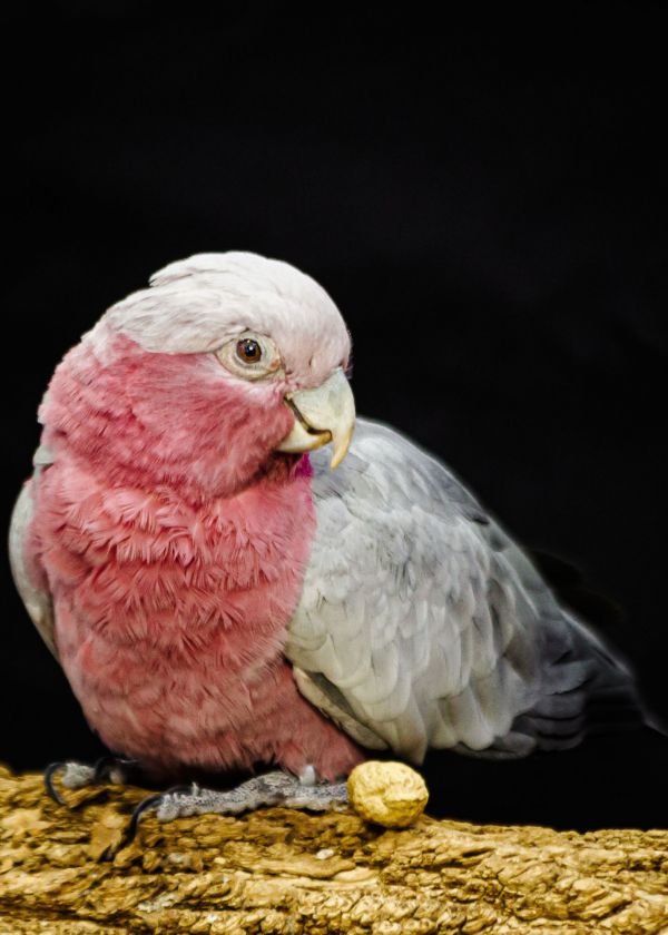 Яркие и редкие: выбираем, кто станет Зоо-мисс 2026