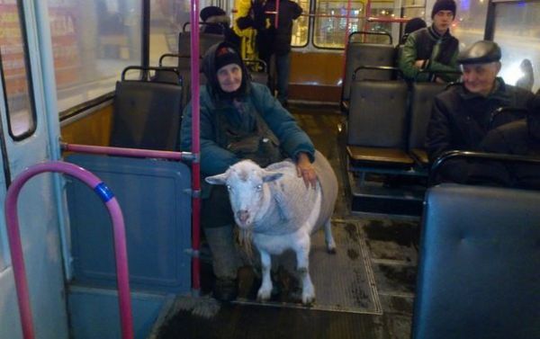 Ехала в троллейбусе коза
