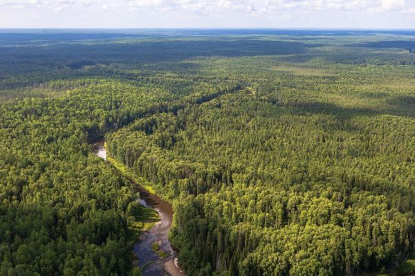 Восстановлением хвойных лесов занялись на Среднем Урале
