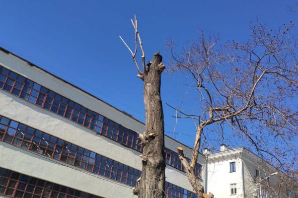 В Екатеринбурге вырубят деревья в Литературном квартале