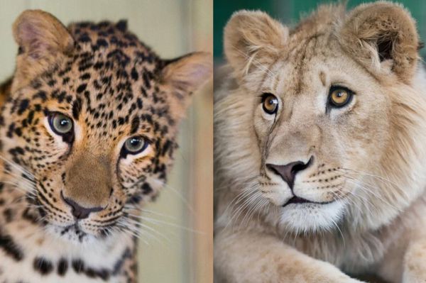Львенка и леопарда, которых спас челябинский врач, отправят в Танзанию