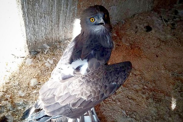 Редкую краснокнижную птицу – орла-змееяда – доставили в уральский центр реабилитации хищных птиц
