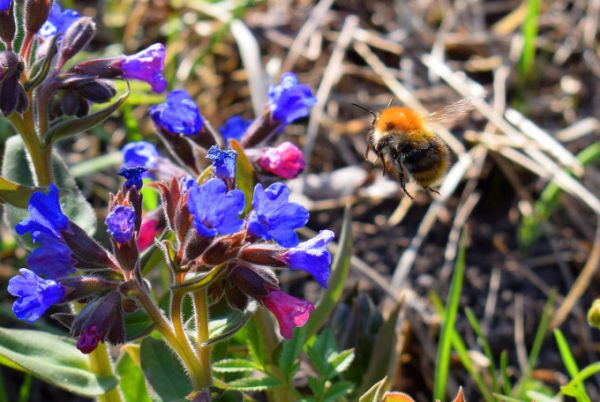 Стартовал конкурс «Первоцветы» — участники отправятся на поиски первых весенних растений