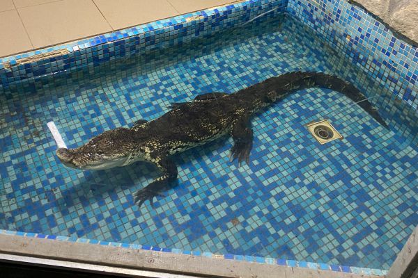 В Екатеринбурге крокодилов на ферме содержали в антисанитарных условиях