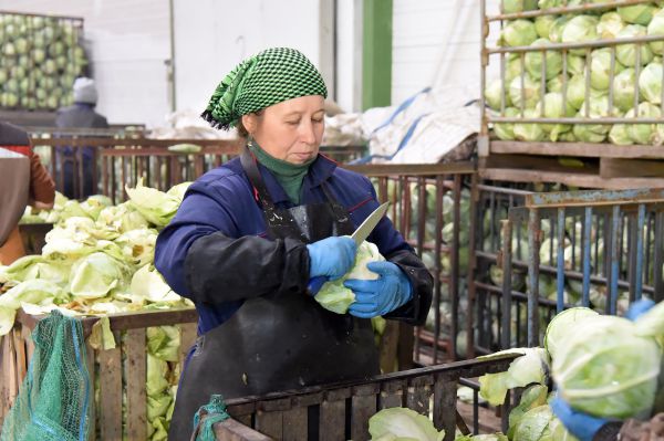 Аграрии Среднего Урала заложили на зиму более 230 тонн картофеля и овощей