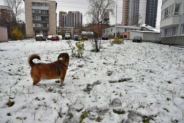 Объявлено предупреждение: в Свердловской области ожидаются мокрый снег и гололед