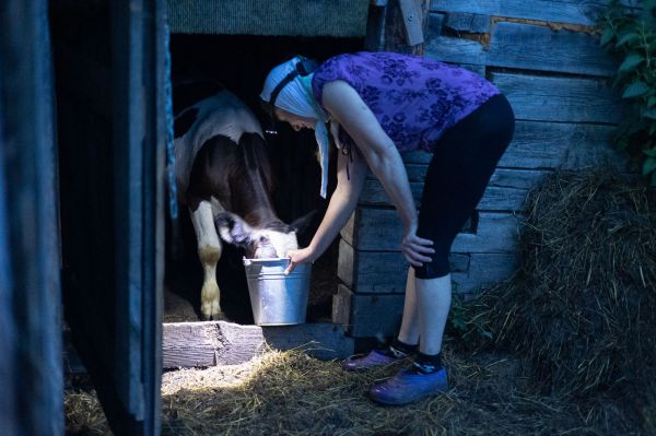 Сельское хозяйство на старте 2026 года: сокращение стада и рост яичной продукции