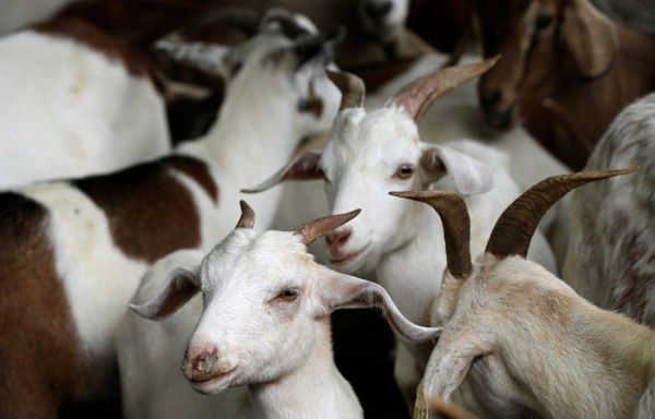 «Ароматное соседство»: Россельхознадзор вмешался в конфликт жителей Шувакиша с фермером