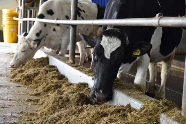 Свердловская область вошла в топ-10 регионов по объему привлеченных средств в молочную отрасль