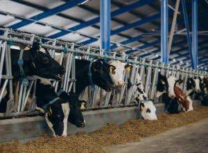 В Свердловской области пресечена схема поставок мяса неизвестного происхождения в соцучреждения и магазины 37 регионов