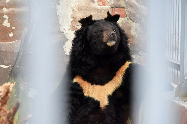 Гималайский медведь Гай первым из собратьев вышел погулять после зимней спячки в зоопарке Екатеринбурга