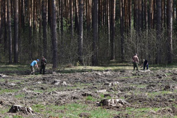 На Среднем Урале снизился объем незаконной рубки леса