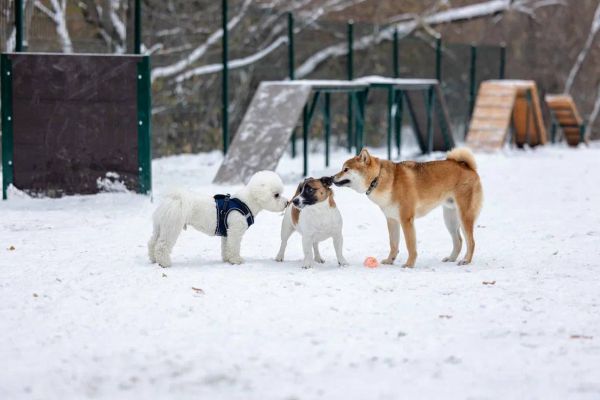В Екатеринбурге появилась еще одна площадка для выгула собак