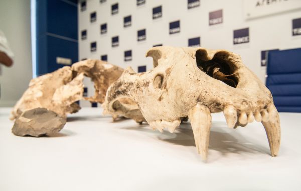 Уральские ученые обнаружили захоронения древних животных