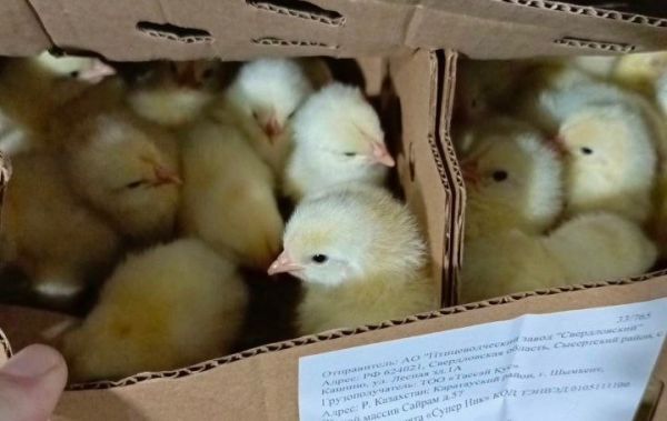 Свердловские цыплята отправились на экспорт: более 100 тысяч птиц уехали в Казахстан и Кыргызстан