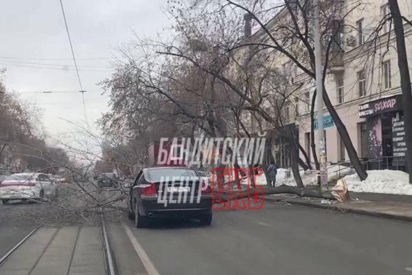 В Екатеринбурге на улице 8 Марта дерево рухнуло на автомобиль