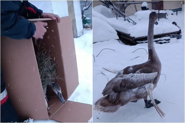 В Полевском спасли лебедя, застрявшего на Криолитовском пруду