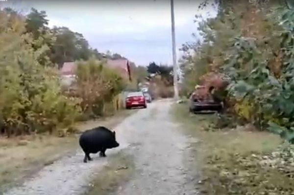 В сады Березовского пришел кабан