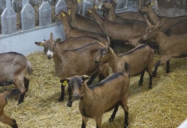 Альпийские козы дали первое потомство на Урале