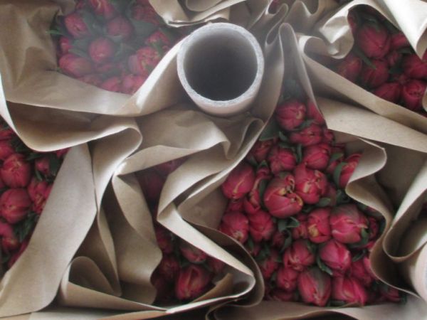 В уральской столице уничтожили 200 срезов роз из Эквадора из-за опасного вредителя