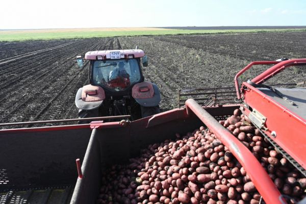 Свердловские аграрии собрали с полей  уже более 40 тысяч тонн картофеля