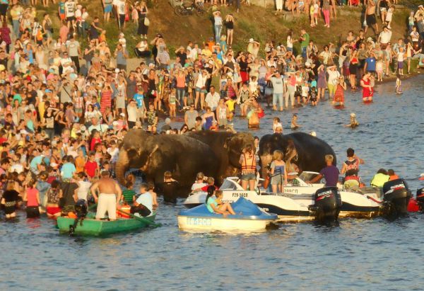 В Тагильском пруду искупались слоны из Индии
