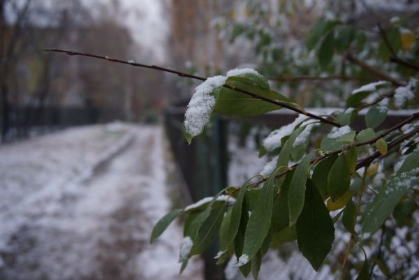 К концу недели синоптики обещают свердловчанам первый снег