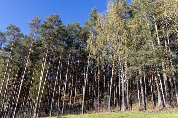 Житель Слободо-Туринского района вырубил 100 сосен и получил миллионный штраф