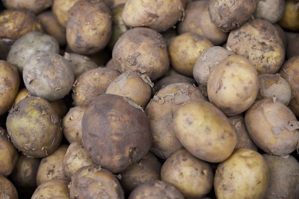 В Свердловской области картофель за неделю подорожал на 10%