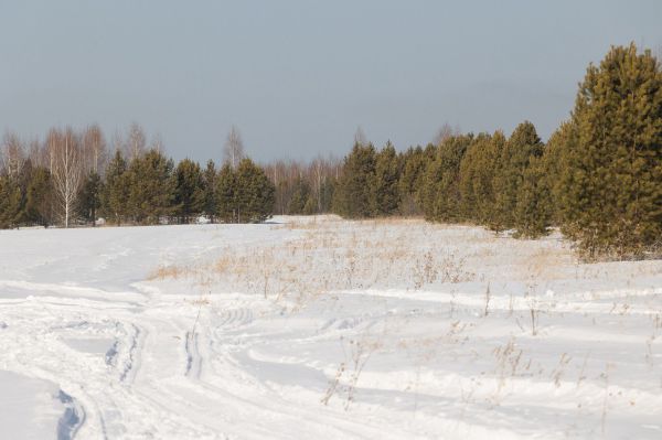 Свердловские леса пережили начало 2026 года без единой незаконной вырубки