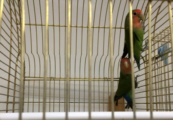 Тагильский бомж украл из зоомагазина клетку с попугаями