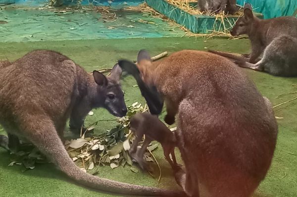 В зоопарке Екатеринбурга родились два кенгуру