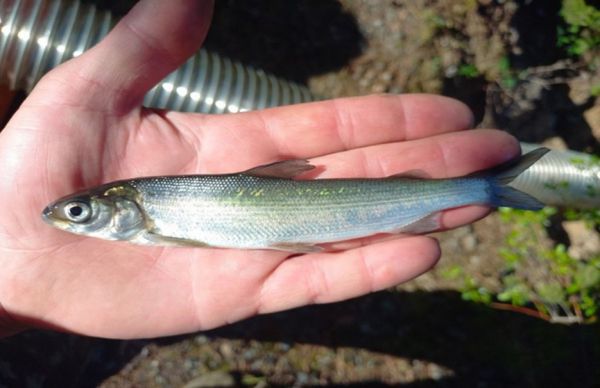 В уральский водоем выпустили почти 10 тысяч мальков ценных видов рыб