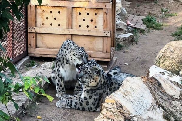 Свердловские железнодорожники взяли под опеку снежных барсов в Пермском зоопарке