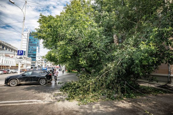 В Екатеринбурге ветер в выходные повалил 37 деревьев