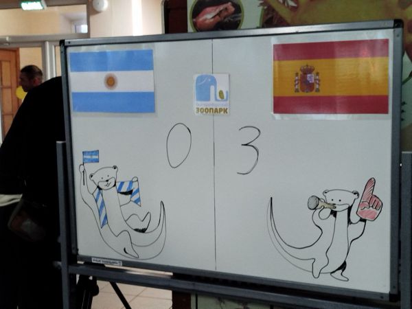 3:0, но в чью пользу? Уральские выдры предсказали исход финала Чемпионата мира по футболу