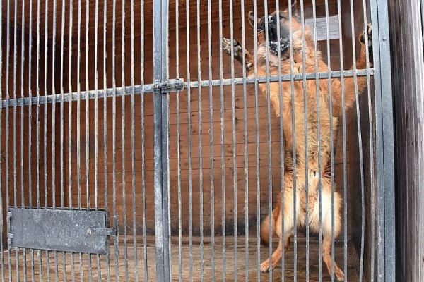 Мэрия Карпинска заплатит 100 тысяч рублей семье мальчика, которого укусил бездомный пес