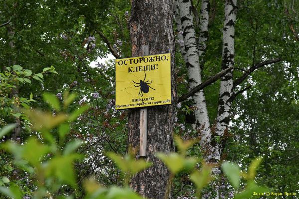 От укусов клещей пострадало  в 1,4 раза больше свердловчан, чем в прошлом году