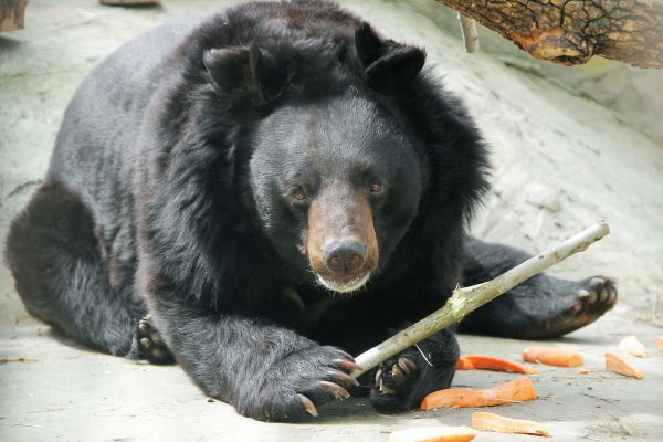 В екатеринбургском зоопарке медведи начали выходить из спячки