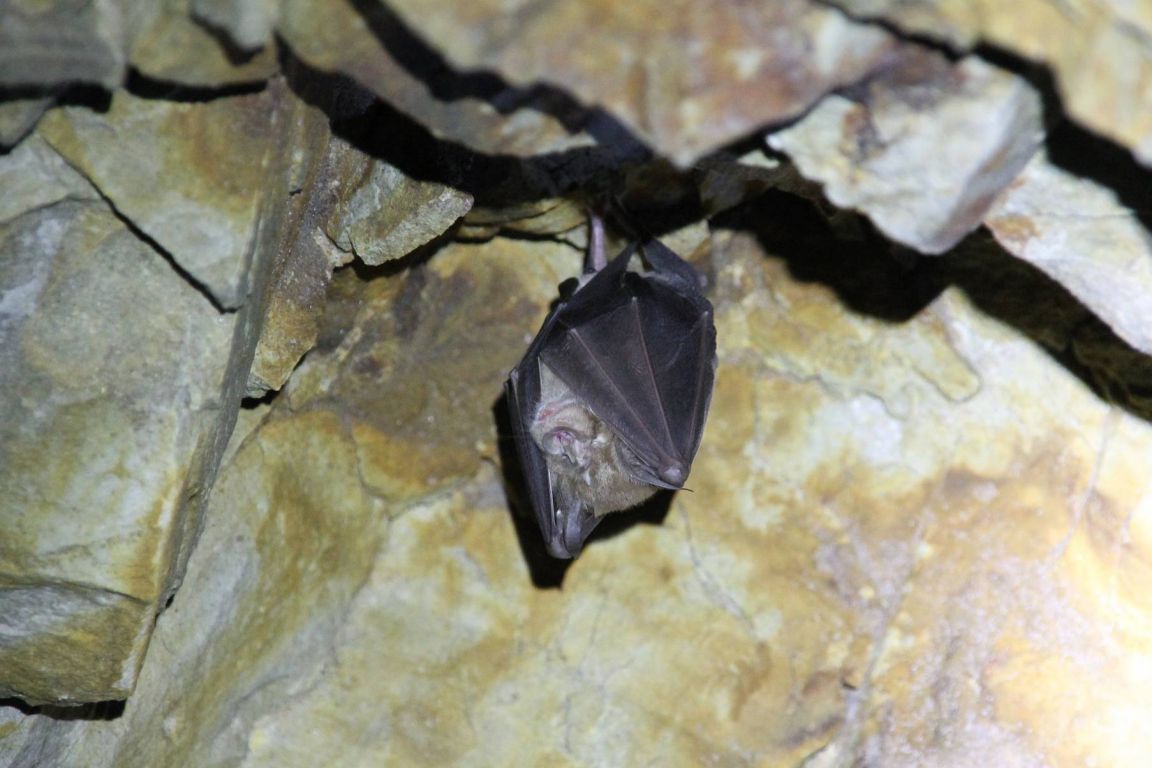 Летучая мышь в пещере фото