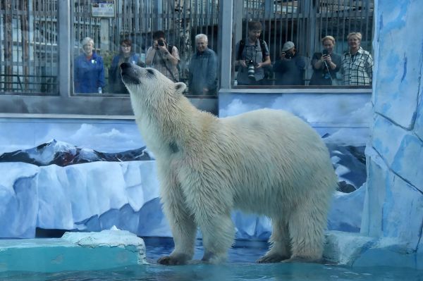 В екатеринбургском зоопарке обновили вольер для двух белых медведиц. Фото